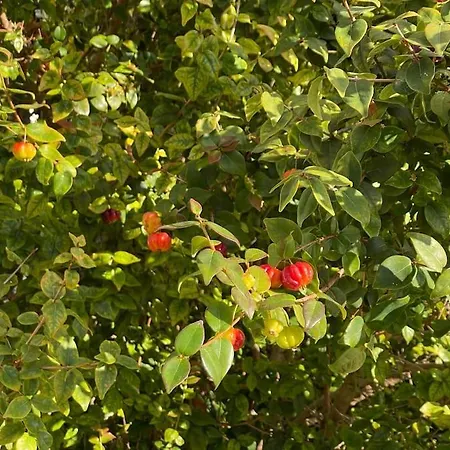 Casa Do Til, Casa vacanze *