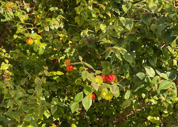 Casa Do Til, Tatil Evi *