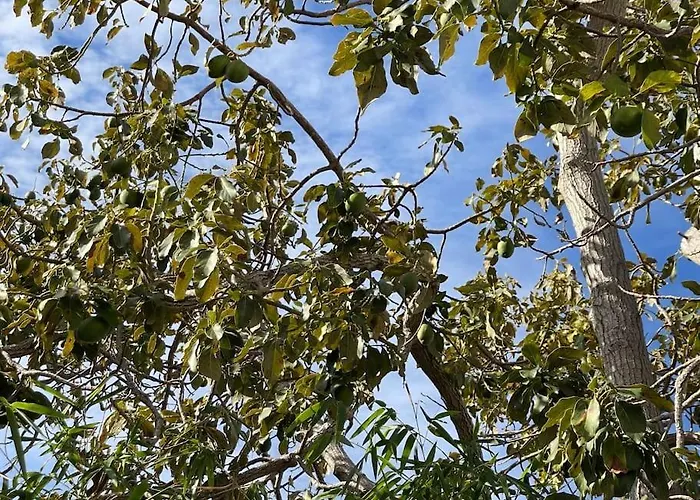 Tatil Evi Casa Do Til, *